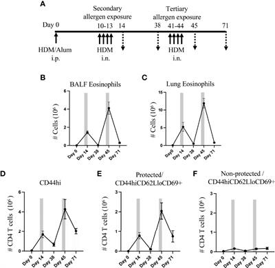 Contribution of circulatory cells to asthma exacerbations and lung tissue-resident CD4 T cell memory